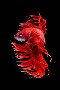 Betta鱼水族馆连体热带裙子动物运动奢华尾巴蓝色斗争图片