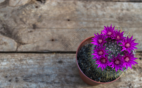 木本底的美丽开花仙人掌植物群植物危险干旱棕色沙漠紫色尖刺植物学绿色图片
