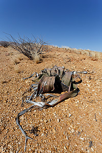 惊人的沙漠植物 活化石植物学沙丘植被孤独干旱国家化石纳米布奇异果环境图片
