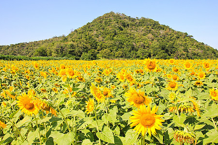 向日葵田乡村植物花园绿色种植园植物群天空季节黄色场地图片