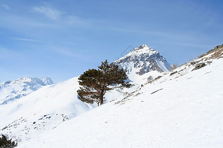 山坡上的树救援空气旅行练习曲旅游胜地顶峰针叶登山图片