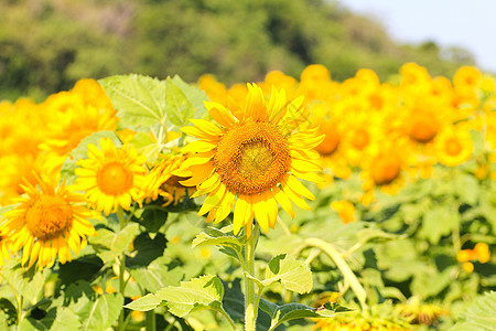 向日葵田绿色季节橙子黄色种植园花园天空蓝色乡村场地背景图片