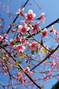 粉红樱花 沙仓图片