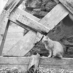 在非洲摩洛哥和甜美的脸上街道宠物小猫动物猫科猫咪石头地毯毛皮哺乳动物图片