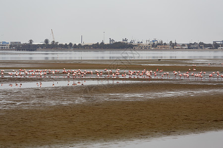 沃尔维斯湾殖民地生物团体成人纳米布濒危荒野威胁栖息地环境海岸图片