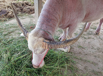 水牛吃草民间农村农场动物植物农业牛棚背景图片