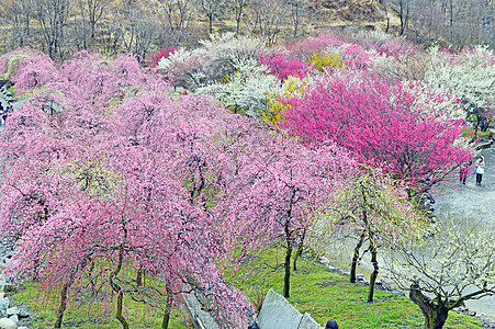 日本美明的普拉姆花朵李子旅行观光图片