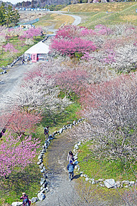 日本美明的普拉姆花朵观光李子旅行图片