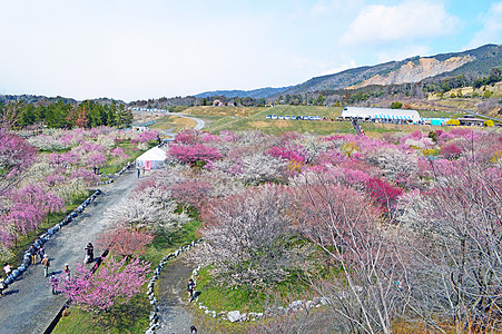 日本美明的普拉姆花朵观光李子旅行图片