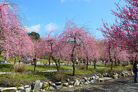日本美明的普拉姆花朵旅行观光李子图片