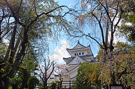 日本吉富的Ogaki城堡旅行雕像樱花观光图片