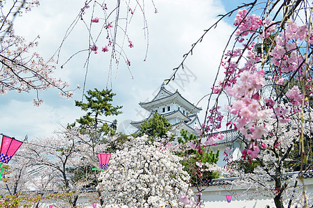 日本吉富的Ogaki城堡旅行樱花观光雕像图片