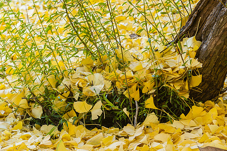 秋天的树叶地面金子地毯黄色季节活力植物铁线叶子公园图片