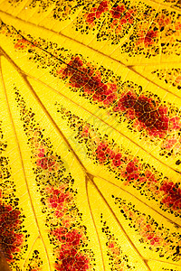 秋天的松树叶 通常称为波斯人铁木叶子树叶活力太阳地面树干棕色黄色图片