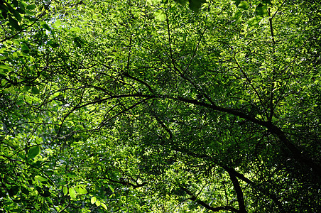 树树背景森林树木农村绿色树叶背景图片