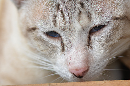 猫头虎斑注意力投标猫咪鼻子哺乳动物宠物头发猫科小胡子图片