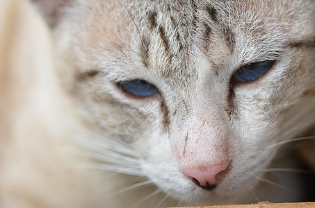 猫头白色小猫猫科眼睛哺乳动物注意力瞳孔小胡子宠物虎斑图片