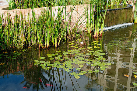 美丽的古典花园鱼池塘园艺背景生长奢华植物住宅场景百合锦鲤绿色岩石喷泉图片