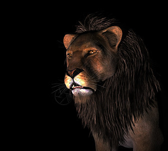 黑色背景的愤怒狮子猫科动物哺乳动物危险打猎食肉荒野猎人毛皮捕食者力量图片
