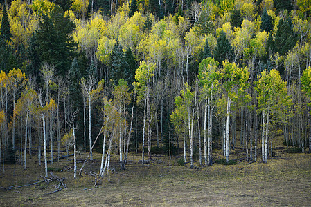 黄秋秋树叶风景树木荒野叶子森林黄色白色季节背景图片