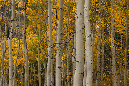 秋天黄黄色的烟灰森林风景白色荒野季节树叶叶子树木图片
