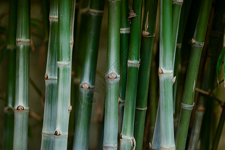 竹树植物气候绿色竹子热带环境森林背景图片
