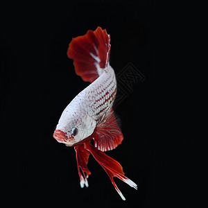 贝塔鱼宠物黑色红色背景图片