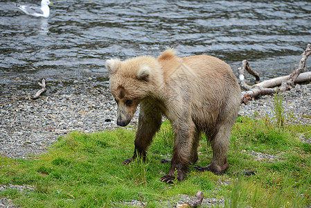上海大灰熊动物国家毛皮捕食者公园棕色哺乳动物荒野野生动物食肉图片