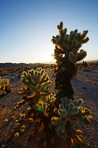 Cholla 仙人掌花园公园荒野旅行沙漠植物学国家阴影背光阳光植物图片