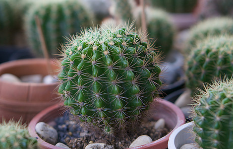 锅中的绿仙人掌植物学植物群花园绿色热带土壤园艺多刺植物图片