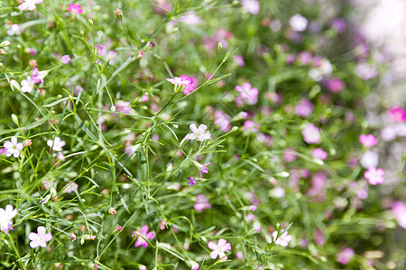 闪光花 Gypsophila背景白色植物阳光宏观衬套花朵图片