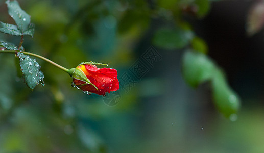 个人盛开的红玫瑰上的雨滴     深绿色背景生长红色环境花瓣植物水滴绿色植物发芽花园玫瑰图片