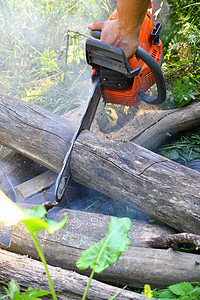 电锯切割原木松树空地成人便利工具力量刀刃技术建造树干图片