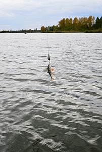 在水面上悬浮着旋转的诱饵 抓住了珀奇爱好波纹池塘食物低音反射钓鱼淡水运动宠物图片