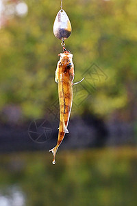 在水面上悬浮着旋转的诱饵 抓住了珀奇闲暇爱好低音宠物疼痛生活反射池塘纺纱淡水图片