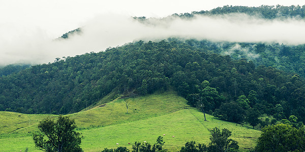 昆士兰的树木和山脉植被木头叶子树干风景植物环境季节绿色树叶图片