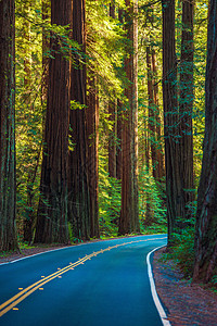 红木森林公路背景图片