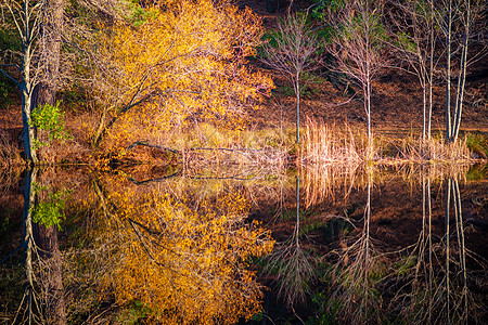 湖泊反射公园池塘水平反思林业树木风景森林图片