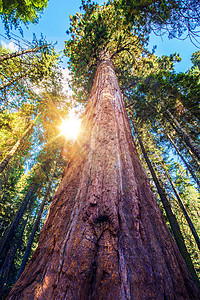 广场软木红杉树木植物红木晴天松树太阳光森林林业高清图片