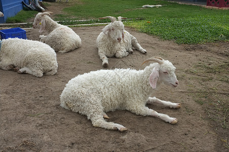 白山羊躺在沙地上图片