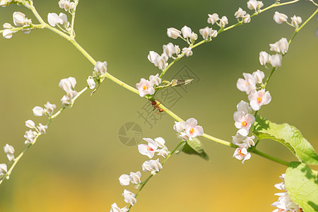 花枝上的蚂蚁图片