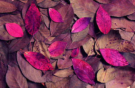 秋季干叶的构成作品紫色锂盐卷积混合物木头公式树叶玫瑰肉桂色图片