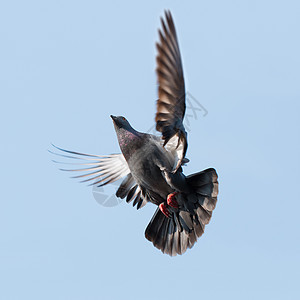 鸽子居住记录荒野翅膀自由航班小鸟野生动物照片鸟类图片