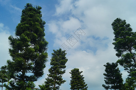 松树枝和叶子 在绿带树木植物绿化带生态花园树叶松树背景图片