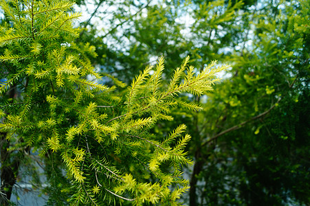 松树枝和叶子 在绿带绿化带花园树叶树木植物生态松树背景图片