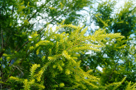 松树枝和叶子 在绿带树木绿化带生态松树树叶花园植物背景图片