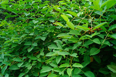 绿带里的绿树叶绿化带环境花园公园生态植物背景图片