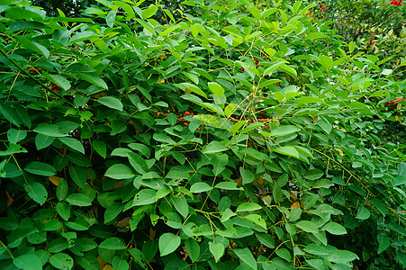 绿带里的绿树叶生态花园环境植物绿化带公园背景图片