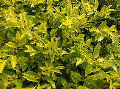 绿色植物 在绿带树木树叶植物绿化带背景图片