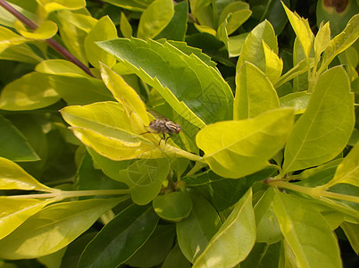 绿色植物 在绿带树木植物绿化带树叶背景图片
